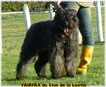 FAIRFAX © Elevage de bouviers des flandres du Clos de la Luette specialisé pour le bouvier des flandres Copyrigth depose